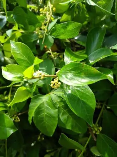 Schisandra Ingredient