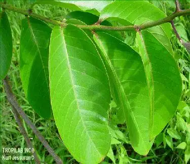 Rhodiola Ingredient